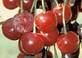 Prunus cerasus English Morello - English Morello Tart Cherry Prunus cerasus English Morello - English Morello Tart Cherry