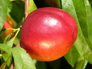 Prunus persica Flavortop - Flavortop Nectarine Prunus persica Flavortop - Flavortop Nectarine