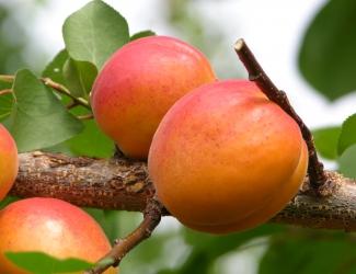 Prunus armeniaca Harlayne - Harlayne Apricot Prunus armeniaca Harlayne - Harlayne Apricot