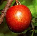 Prunus salicina Elephant Heart - Elephant Heart Japanese Plum Prunus salicina Elephant Heart - Elephant Heart Japanese Plum