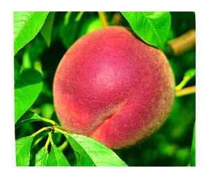 Prunus persica STELLAR® - Glowingstar® - STELLAR® - Glowingstar® Peach Prunus persica STELLAR® - Glowingstar® - STELLAR® - Glowingstar® Peach