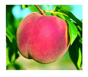 Prunus persica STELLAR® - Allstar™ - STELLAR® - Allstar™ Peach Prunus persica STELLAR® - Allstar™ - STELLAR® - Allstar™ Peach