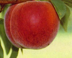 Prunus persica Cresthaven - Cresthaven Peach Prunus persica Cresthaven - Cresthaven Peach