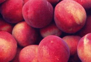 Prunus persica Beaumont(TM) - Beaumont(TM) Peach Prunus persica Beaumont(TM) - Beaumont(TM) Peach