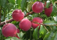 Prunus persica Flamin'Fury(R) PF- 1 - Flamin'Fury(R) PF- 1 Peach Prunus persica Flamin'Fury(R) PF- 1 - Flamin'Fury(R) PF- 1 Peach