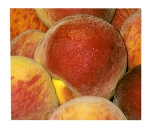 Prunus persica Flamin'Fury(R) PF- 7A - Flamin'Fury(R) PF- 7A-Freestone Peach Prunus persica Flamin'Fury(R) PF- 7A - Flamin'Fury(R) PF- 7A-Freestone Peach