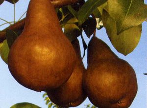 Pyrus communis Bosc - Bosc Pear Pyrus communis Bosc - Bosc Pear