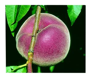 Prunus persica STELLAR® - Blushingstar® - STELLAR® - Blushingstar® White Peach Prunus persica STELLAR® - Blushingstar® - STELLAR® - Blushingstar® White Peach