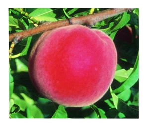 Prunus persica STELLAR® - Redstar® - STELLAR® - Redstar® Peach Prunus persica STELLAR® - Redstar® - STELLAR® - Redstar® Peach