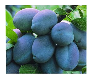 Prunus domestica Stanley - Stanley Prune Prunus domestica Stanley - Stanley Prune