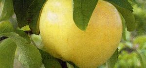 Malus domestica Pristine® - Pristine® Apple Malus domestica Pristine® - Pristine® Apple