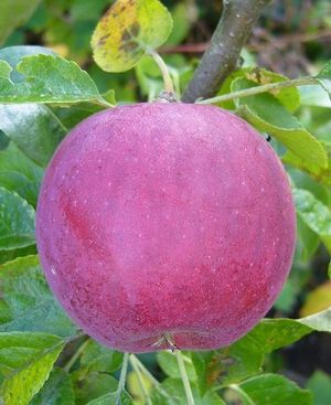 Malus domestica William's Pride - William's Pride Apple Malus domestica William's Pride - William's Pride Apple