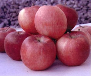 Malus domestica Grandpa's Gala-like Rezista® - Grandpa's Gala-like Rezista® Malus domestica Grandpa's Gala-like Rezista® - Grandpa's Gala-like Rezista®