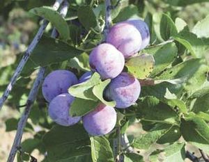 Prunus domestica Damson - Damson Plum Prunus domestica Damson - Damson Plum