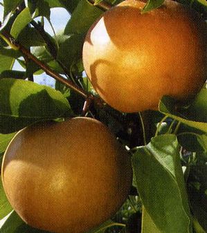 Pyrus pyrifolia Atago - Atago Asian Pear Pyrus pyrifolia Atago - Atago Asian Pear