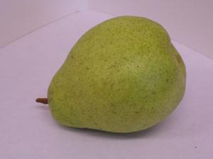 Pyrus communis Kieffer - Kieffer Pear Pyrus communis Kieffer - Kieffer Pear