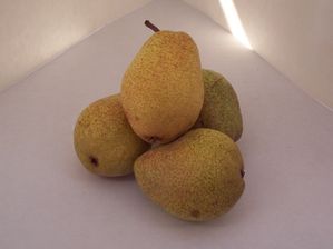 Pyrus communis Luscious - Luscious Pear Pyrus communis Luscious - Luscious Pear