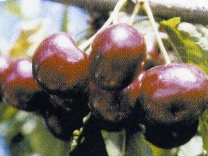 Prunus avium Black Tartarian - Black Tartarian Dark Sweet Cherry Prunus avium Black Tartarian - Black Tartarian Dark Sweet Cherry