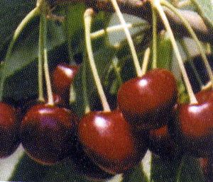 Prunus avium Hudson - Hudson Dark Sweet Cherry Prunus avium Hudson - Hudson Dark Sweet Cherry