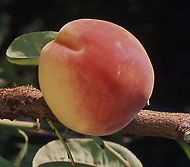 Prunus persica Elberta - Elberta Peach Prunus persica Elberta - Elberta Peach