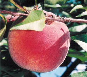 Prunus persica STELLAR® - Autumnstar® Peach - STELLAR® - Autumnstar® Peach Prunus persica STELLAR® - Autumnstar® Peach - STELLAR® - Autumnstar® Peach