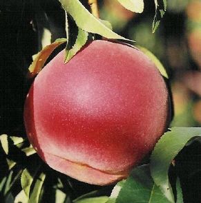 Prunus persica STELLAR® - Brightstar® Peach - STELLAR® - Brightstar® Peach Prunus persica STELLAR® - Brightstar® Peach - STELLAR® - Brightstar® Peach