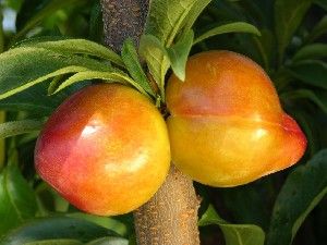 Prunus salicina Wickson - Wickson Japanese Plum Prunus salicina Wickson - Wickson Japanese Plum