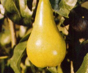 Pyrus communis Concorde - Concorde® Pear Pyrus communis Concorde - Concorde® Pear