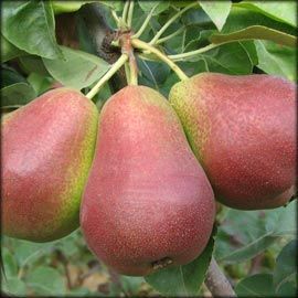 Pyrus communis Forelle - Forelle Pear Pyrus communis Forelle - Forelle Pear