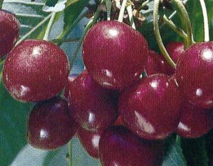 Prunus avium Sunset Bing - Sunset Bing® Dark Sweet Cherry Prunus avium Sunset Bing - Sunset Bing® Dark Sweet Cherry