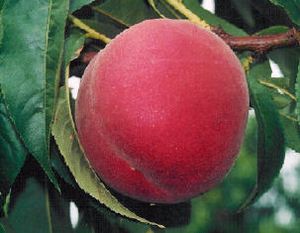 Prunus persica Suncrest - Suncrest Peach Prunus persica Suncrest - Suncrest Peach