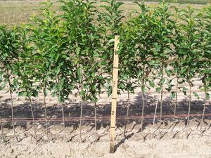 Prunus rootstock Myrobalan seedling rootstock - Myrobalan Standard Plum Rootstock Prunus rootstock Myrobalan seedling rootstock - Myrobalan Standard Plum Rootstock