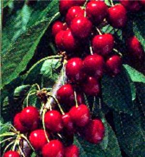 Prunus cerasus Evans Bali - Evans Bali Tart Cherry Prunus cerasus Evans Bali - Evans Bali Tart Cherry