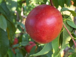 Prunus persica Flamin'Fury(R) PF 11-Nectarine - Flamin'Fury(R) PF 11 Nectarine Prunus persica Flamin'Fury(R) PF 11-Nectarine - Flamin'Fury(R) PF 11 Nectarine