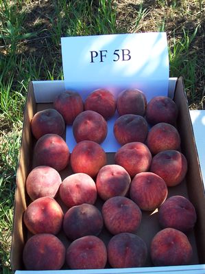 Prunus persica Flamin'Fury(R) PF- 5B - Flamin'Fury(R) PF- 5B Peach Prunus persica Flamin'Fury(R) PF- 5B - Flamin'Fury(R) PF- 5B Peach