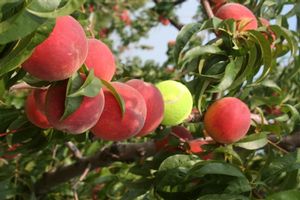 Prunus persica Flamin'Fury(R) PF- 22-007 - Flamin'Fury(R) PF- 22-007 Peach Prunus persica Flamin'Fury(R) PF- 22-007 - Flamin'Fury(R) PF- 22-007 Peach