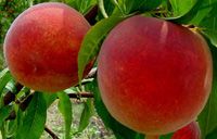 Prunus persica Flamin'Fury(R) PF- 25 - Flamin'Fury(R) PF- 25 Peach Prunus persica Flamin'Fury(R) PF- 25 - Flamin'Fury(R) PF- 25 Peach