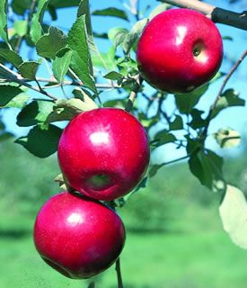 Malus domestica Jonafree™ - Jonafree™ Apple Malus domestica Jonafree™ - Jonafree™ Apple