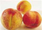 Prunus persica Golden Jubilee - Golden Jubilee Peach--- A real heirloom! Prunus persica Golden Jubilee - Golden Jubilee Peach--- A real heirloom!
