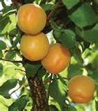 Prunus armeniaca Apache - Apache Apricot Prunus armeniaca Apache - Apache Apricot