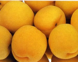 Prunus armeniaca Perfection - Perfection Apricot Prunus armeniaca Perfection - Perfection Apricot