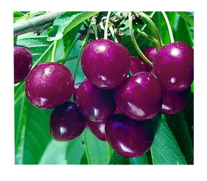 Prunus avium Bing - Bing Dark Sweet Cherry Prunus avium Bing - Bing Dark Sweet Cherry