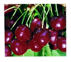 Prunus avium Regina - Regina Dark Sweet Cherry Prunus avium Regina - Regina Dark Sweet Cherry