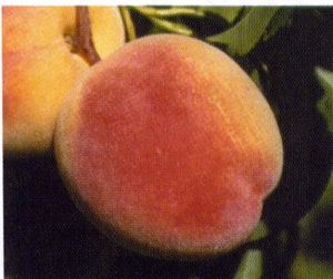 Prunus persica Avalon Pride - Avalon Pride Peach Prunus persica Avalon Pride - Avalon Pride Peach