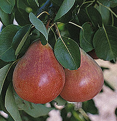 Pyrus communis Ubileen - Ubileen Pear Pyrus communis Ubileen - Ubileen Pear