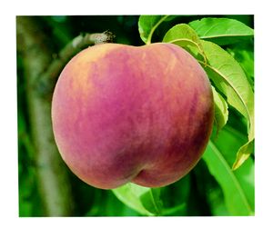 Prunus persica Red Globe - Red Globe Peach Prunus persica Red Globe - Red Globe Peach