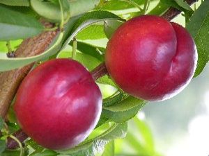 Prunus persica Summer Beaut - Summer Beaut Nectarine Prunus persica Summer Beaut - Summer Beaut Nectarine