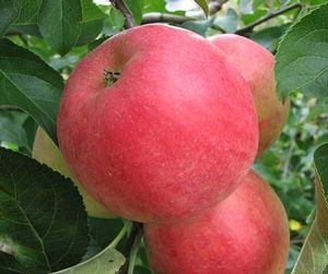 Malus domestica Rebella cv. - Bella(TM) Apple Malus domestica Rebella cv. - Bella(TM) Apple