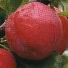 Prunus salicina Duarte - Duarte Japanese Plum Prunus salicina Duarte - Duarte Japanese Plum