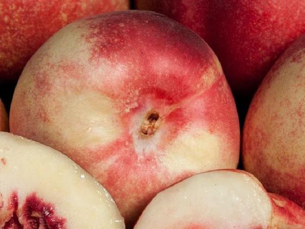 Prunus persica Arctic Glo - Arctic Glo Nectarine Prunus persica Arctic Glo - Arctic Glo Nectarine